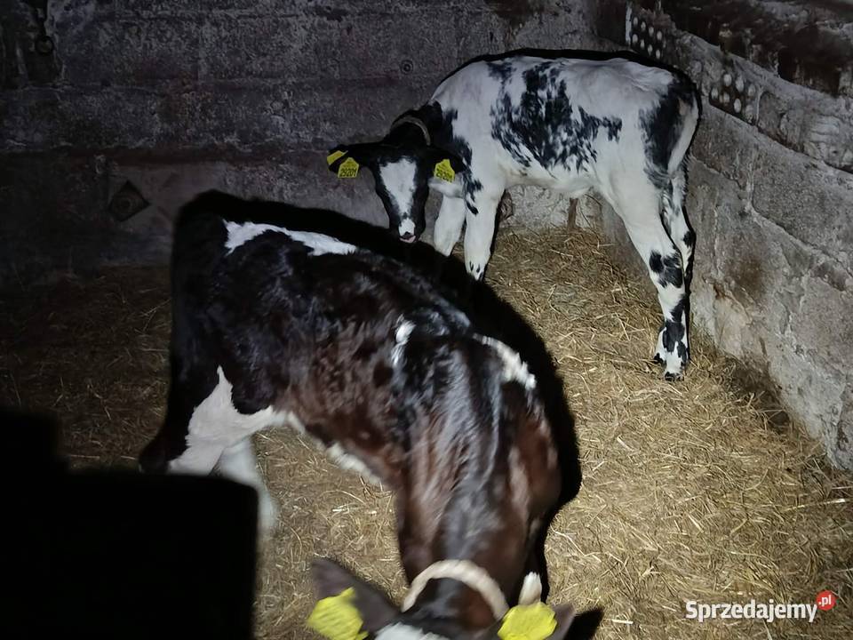 sprzedam dwie jałóweczki Bydło Hrubieszów