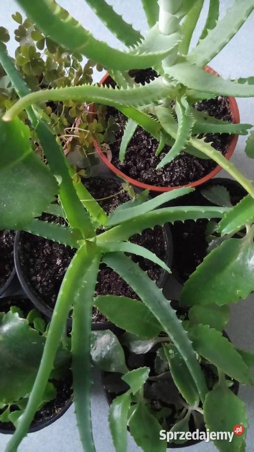 Sadzonki lecznicze Warszawa