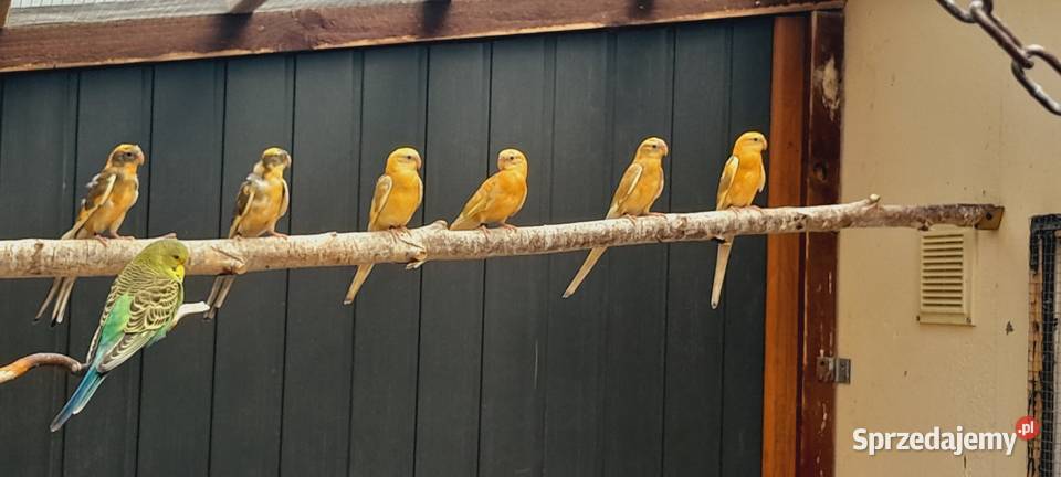 Sprzedam świergotki sprzedam