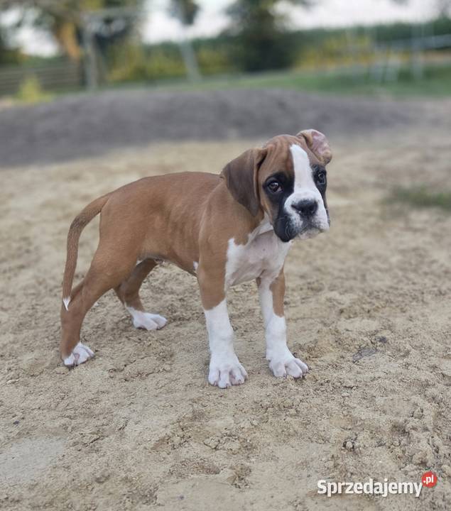 Bokser szczenięta Dominowo