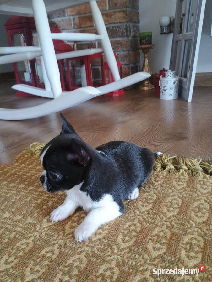 Chihuahua przepiękny chłopiec xxs Radomsko