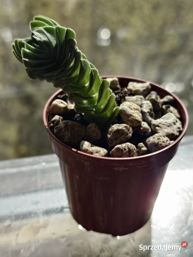 Crassula Kimnachi Buddhas Temple grubosz Warszawa