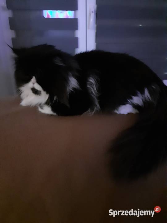 Reproduktor PERS Perski Zamość