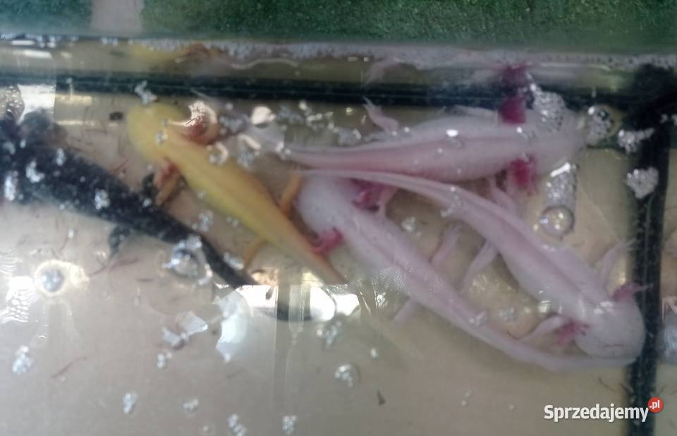 Aksolotl Abystoma Mexykańska Akselotl Różne Rzeszów sprzedam