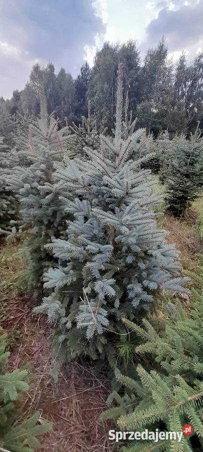 Sprzedaż plantacji choinki żywe świerk jodła sprzedam