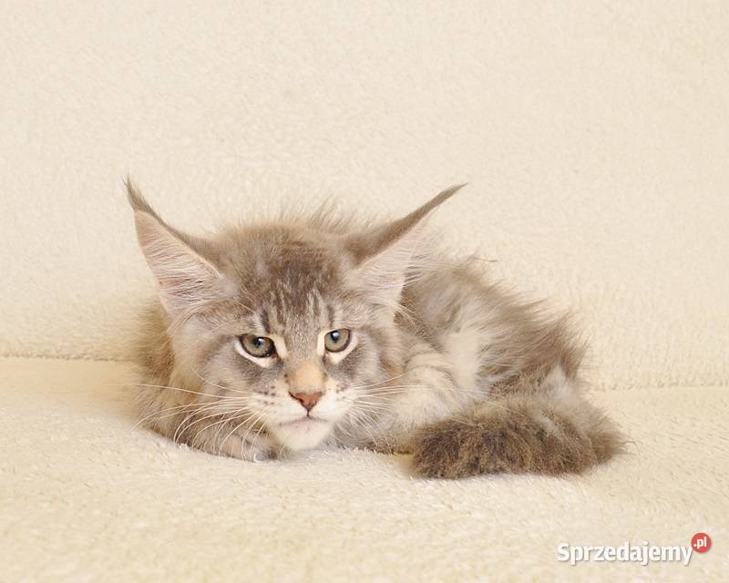 Przepiękny kocurek do Hodowli Legalna hodowla Maine Coon Białystok
