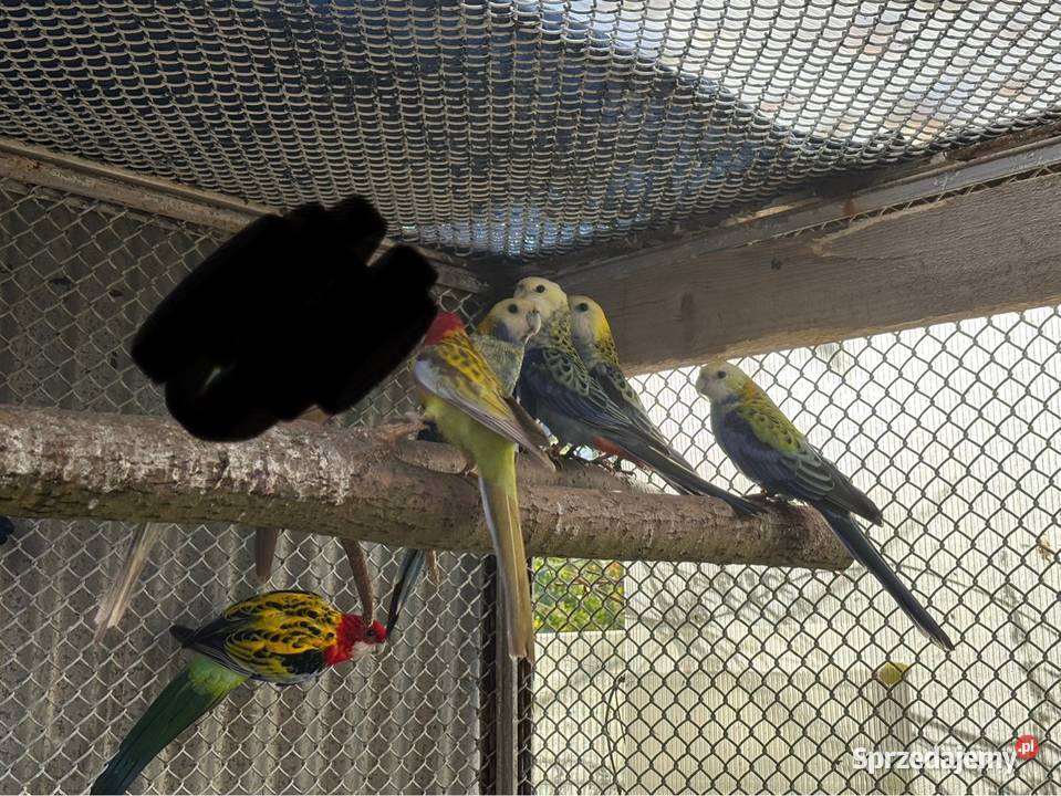 Papugi Rozelle różne rodzaje Nadma