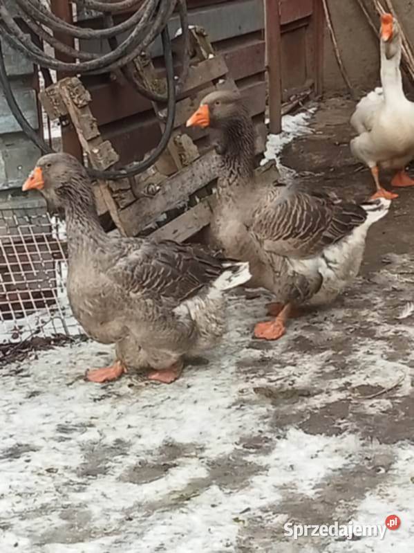 tuluskie Wawrzeńczyce