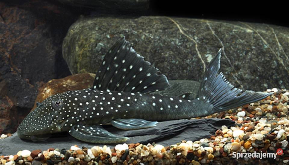Glonojad L128 Hemiancistrus ODŁÓW WF WYSYŁKA Ryby pomorskie Gdańsk