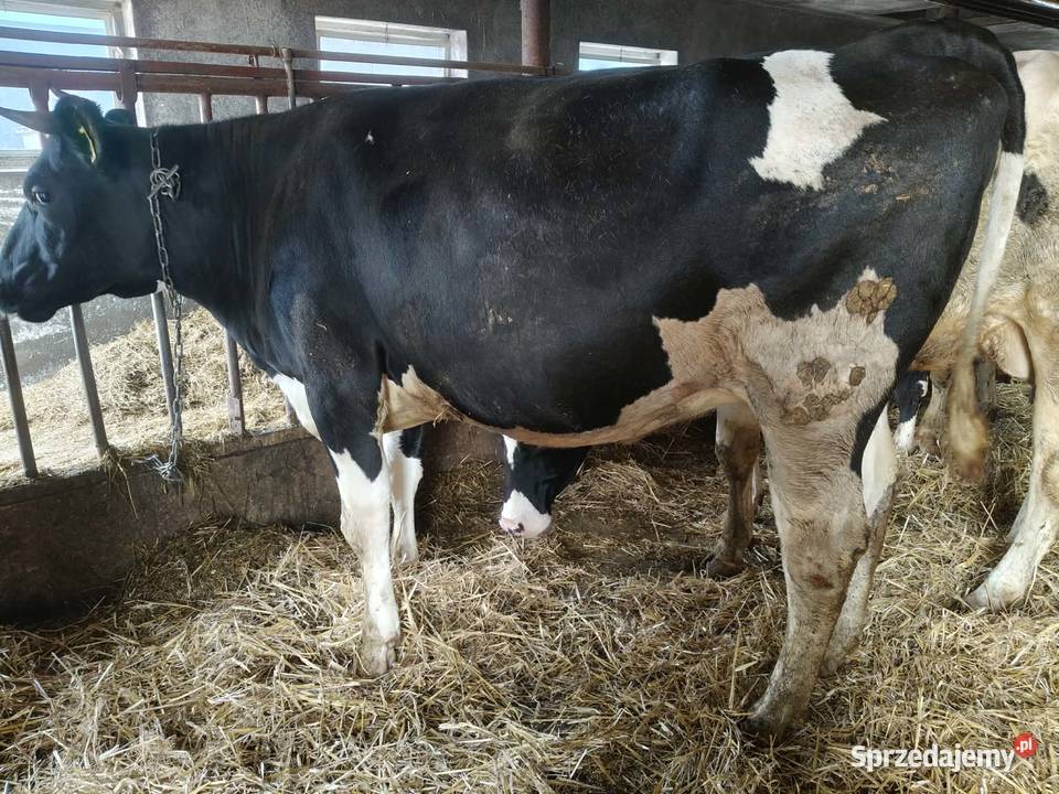 jałówki wysokocielne Pępowo sprzedam