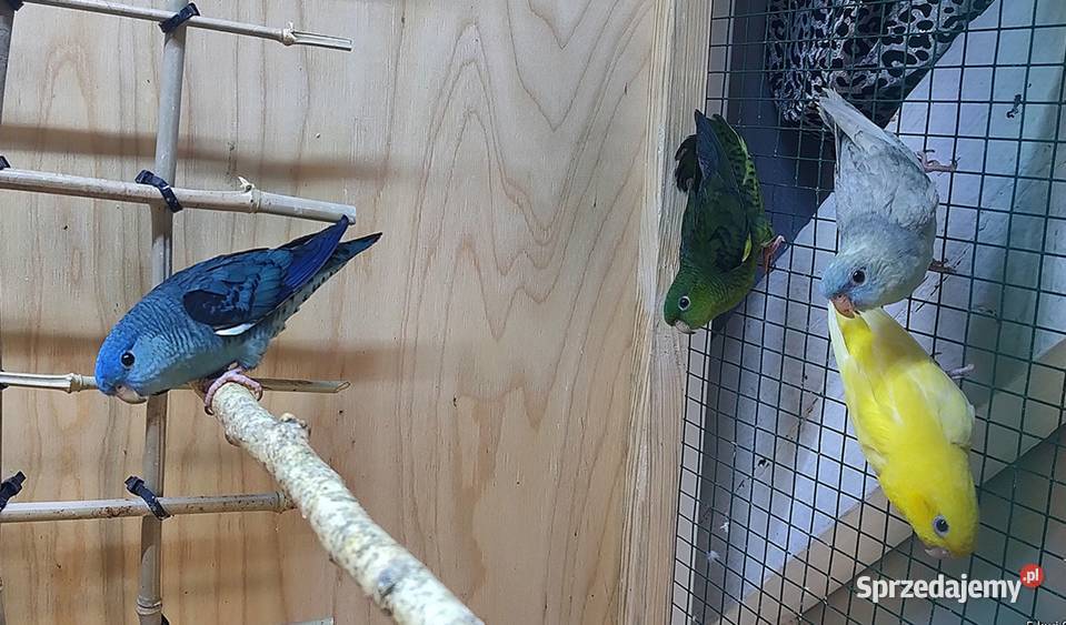 Papużki stokówki katarzynki ajmarki Gniewkowo sprzedam