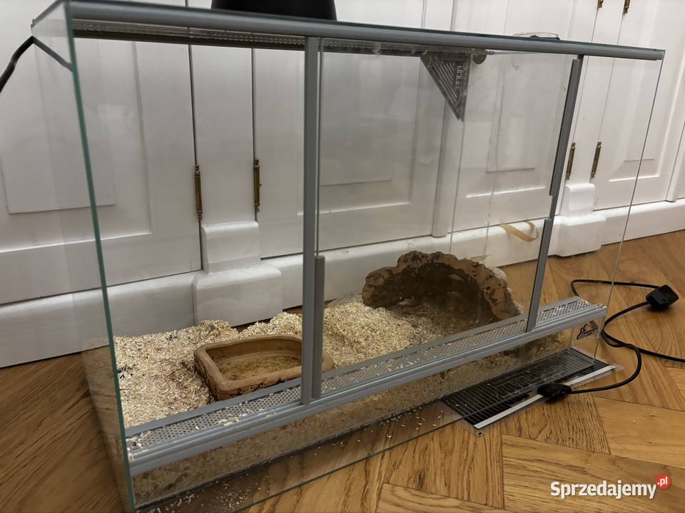 Pyton królewski z terrarium Zagościniec