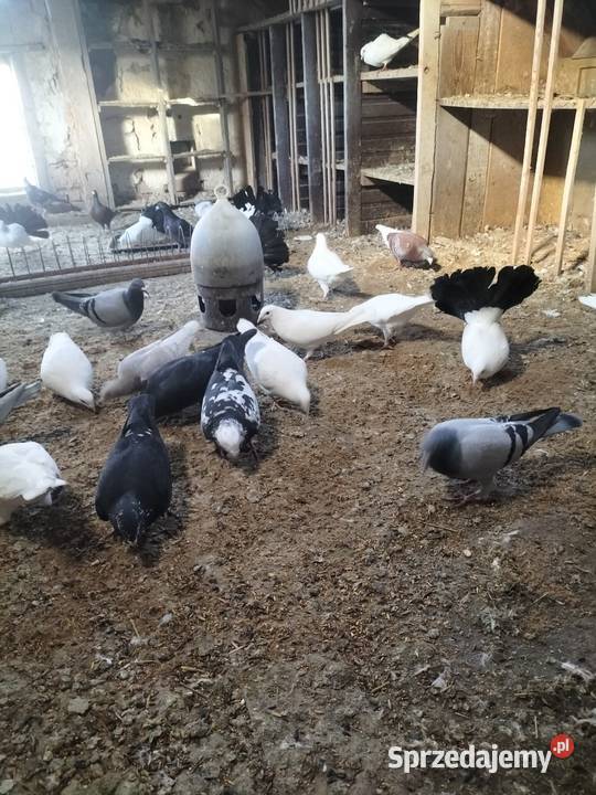 Sprzedam golembie pocztowe Ptaki kujawsko-pomorskie Szubin