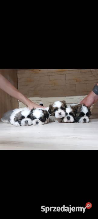 Shihtzu Andrychów