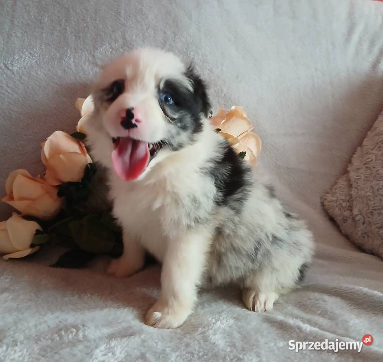 Border collie blue merle Toruń sprzedam