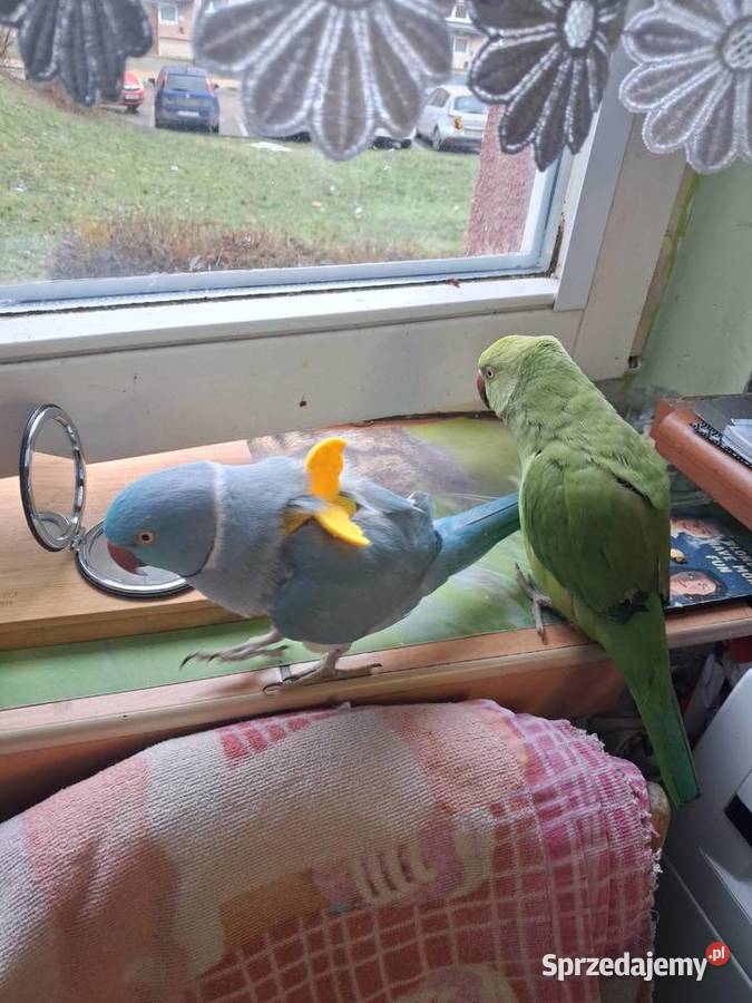 Aleksandreta obrozna para oswojone świętokrzyskie