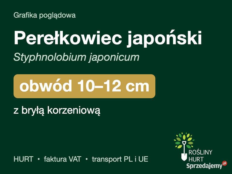 Perełkowiec japoński obwód 1012 z bryłą HURT wielkopolskie
