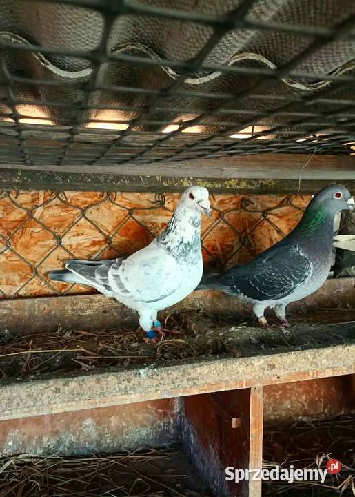 Gołębie pocztowe piękne na obrączkach stałych kujawsko-pomorskie Plemięta