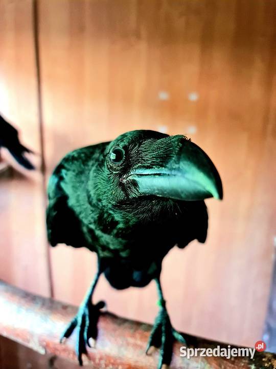 Kruk oswojony z dokumentami DNA młody samiec Wałbrzych