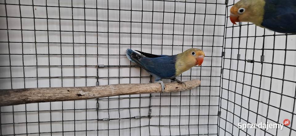 Nierozłączki Zakliczyn