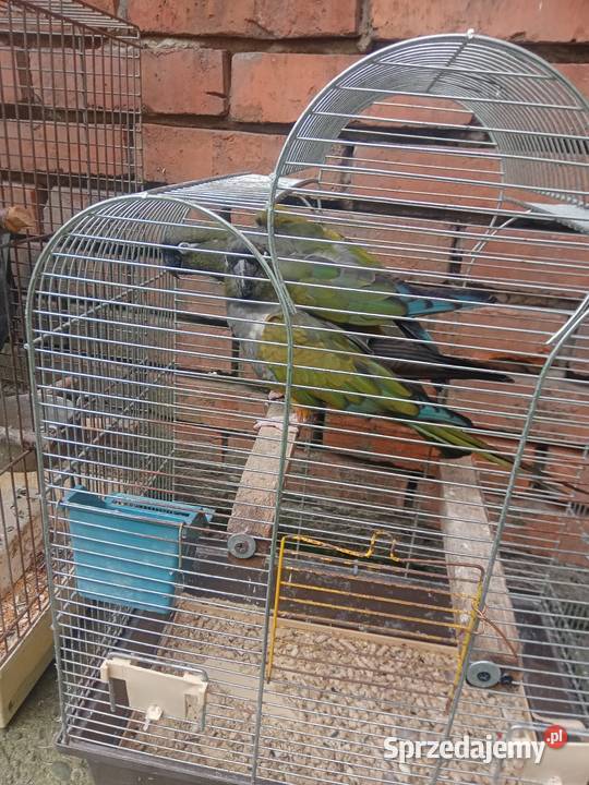 Patagonki Wawrzeńczyce