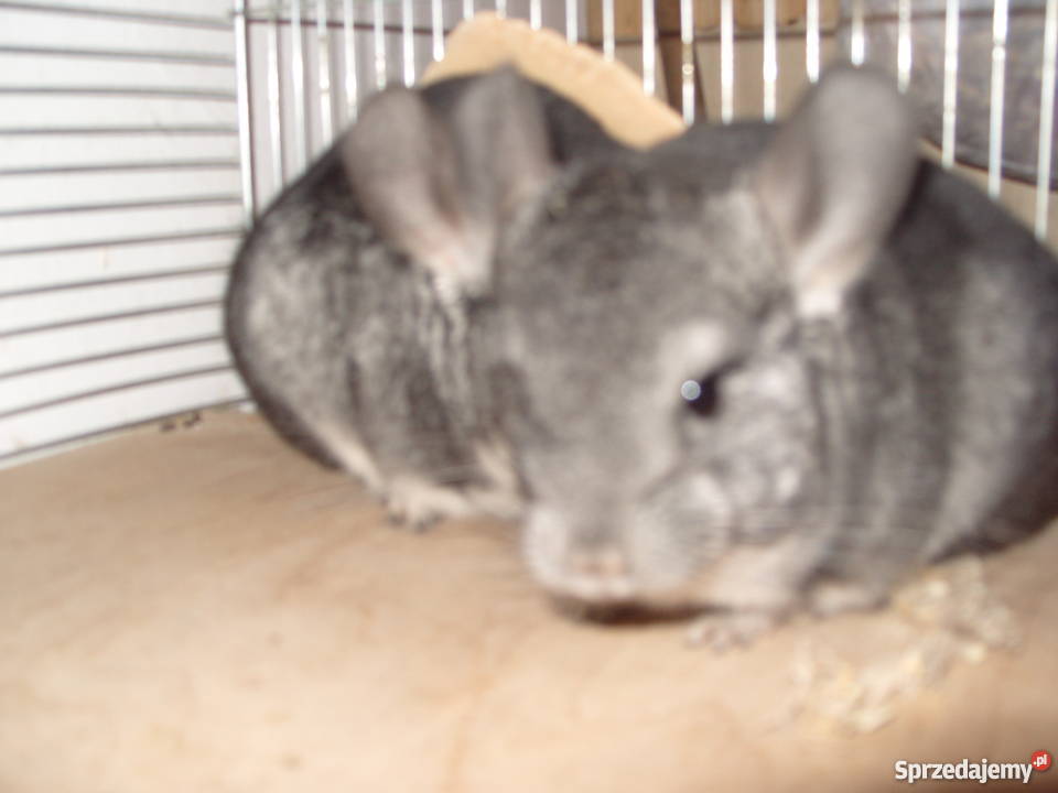 Sprzedam zamienię parę szynszyli z klatką i Nowe Podole