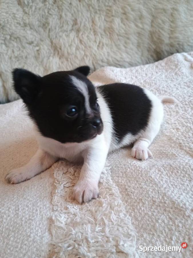 Chihuahua piękna dziewczynka DAMA Kleszczów