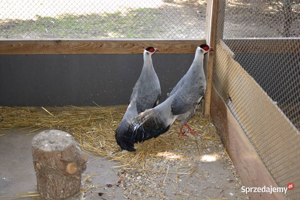 Uszaki mutacja biało siwe