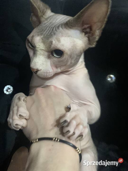 Sfinks Kanadyjski Reproduktor Leszno