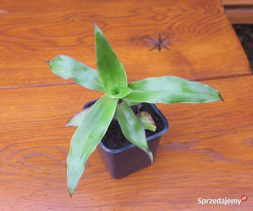 Złoty wąs Callisia Fragrans Zielone mazowieckie Pruszków