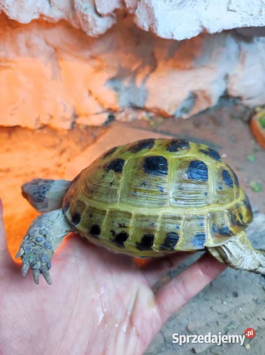 Żółw stepowy z terrarium śląskie Częstochowa sprzedam