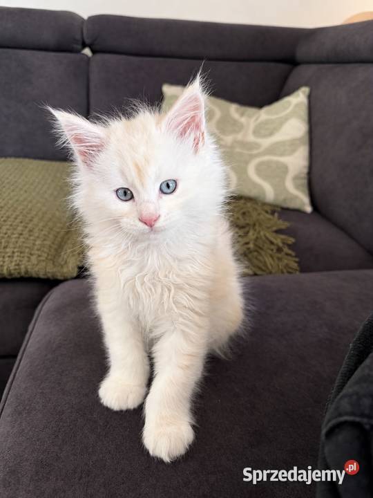 Sprzedam 2 kocurki rasy maine coon Smyczyna