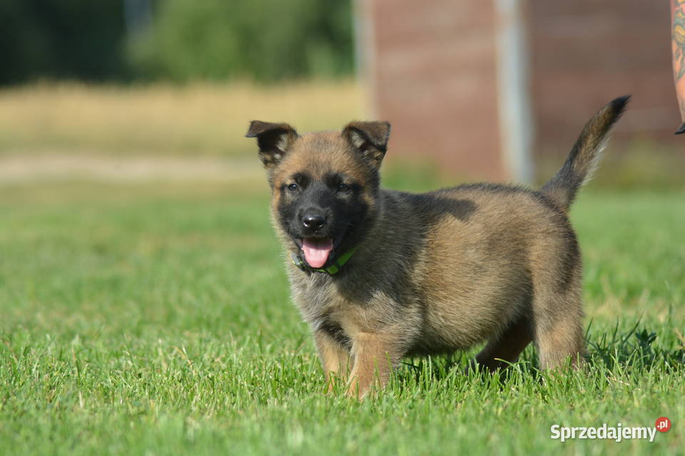 Szczeniak Owczarek Belgijski Ciechanów