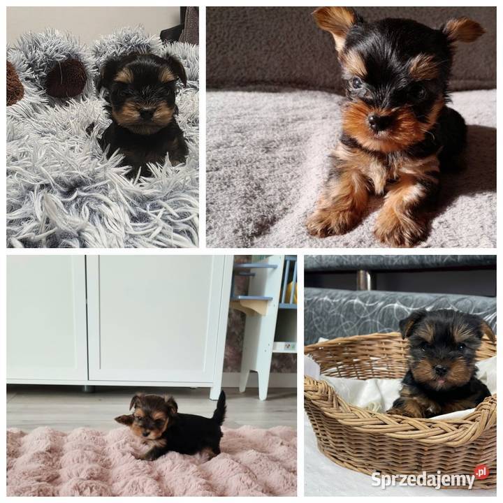 Yorkishe terrier Żory