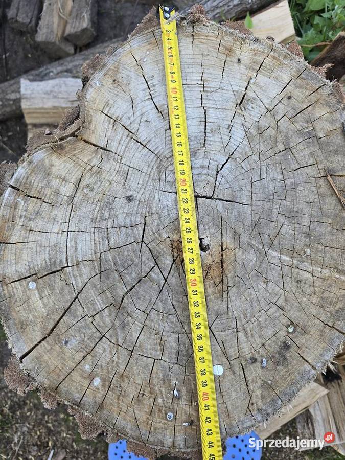 Pnie do rąbania drzewa dąbakacja Czarna Kolonia