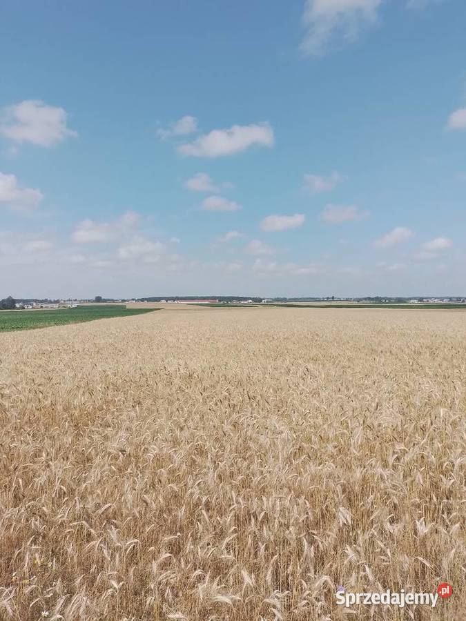 Słoma pszenżyto 10ha Przasnysz