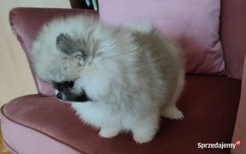 Szpic miniaturowy pomeranian - suczka mini