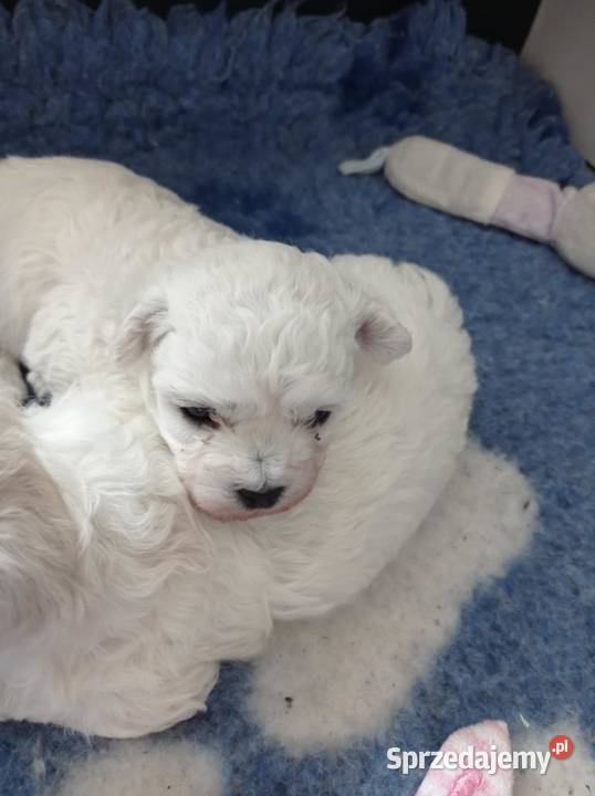 Szczenię Bichon Frise pomorskie Bielkówko