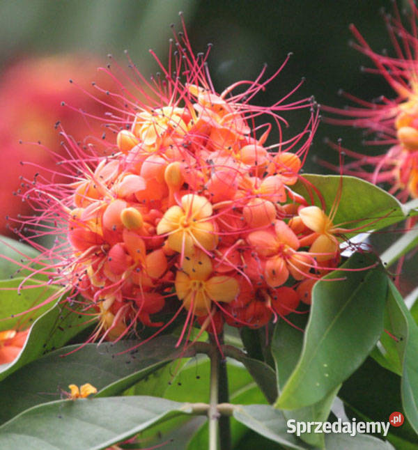 ASIOKA Saraca asoca NASIONA 20 sztuk 100g kujawsko-pomorskie Lubanie