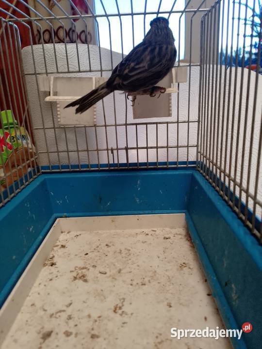 Kanarek czarny sprzedam Siepraw