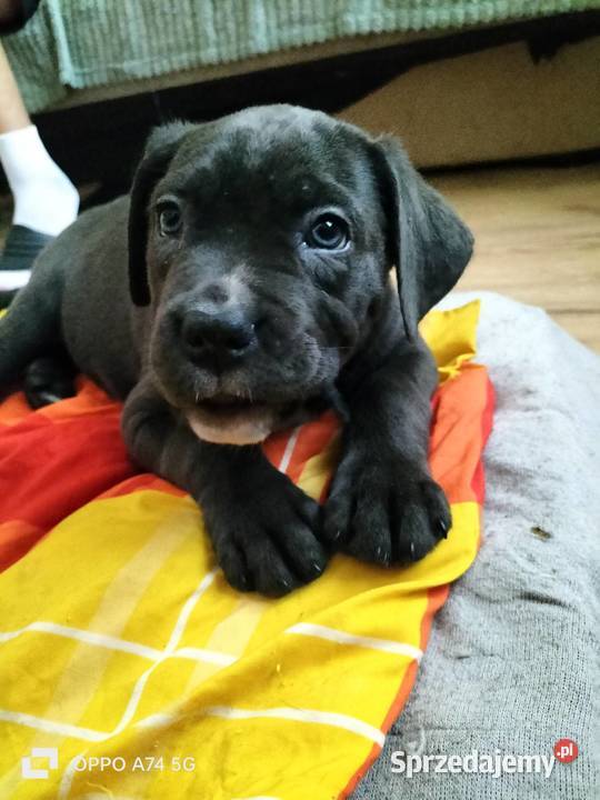 8 wspaniałych szczeniaczków cane corso Psy Siedlce