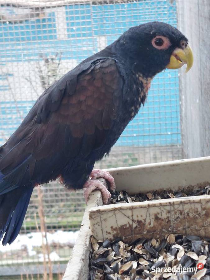 Sprzedam papugi Grodzisk Wielkopolski sprzedam