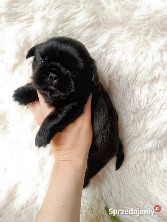 Czarna piękna suczka rasy ShihTzu opolskie Kluczbork