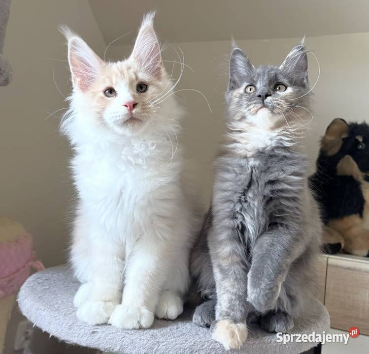 Maine Coon Niebieskie szylkretki Linia Shaded Wińsko