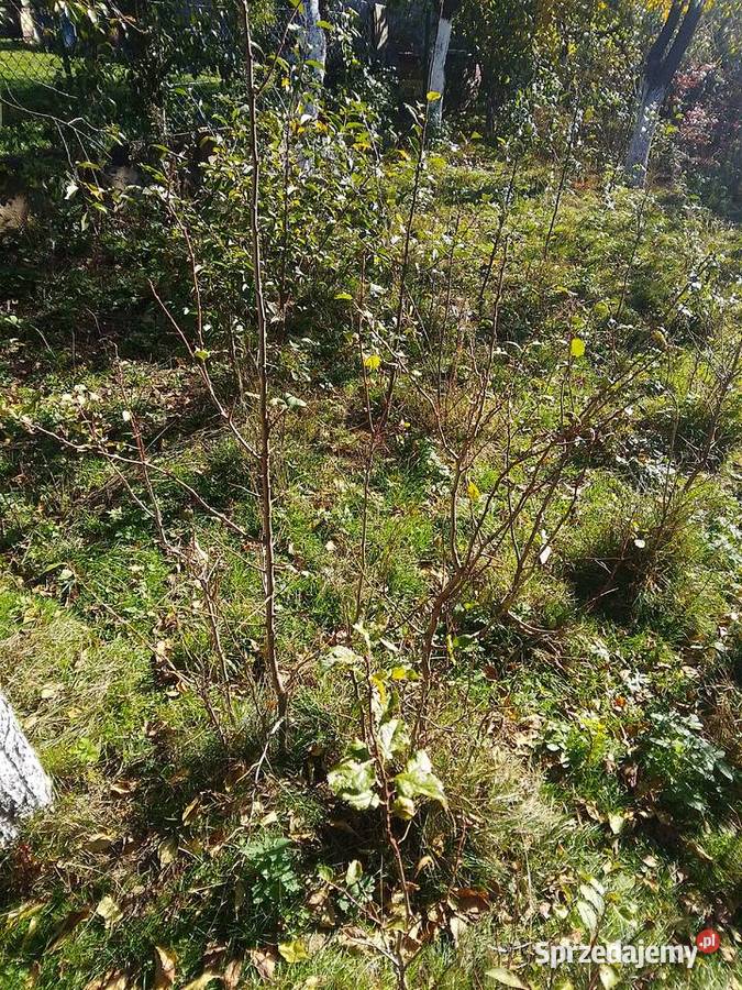 Sadzonki śliwy węgierki śliwy okrągłej czereśni Owocowe