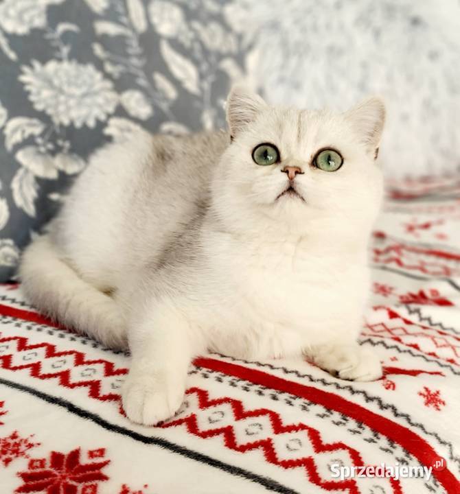 Kocięta srebrne i srebrne pointy Maliwia Zielona Góra