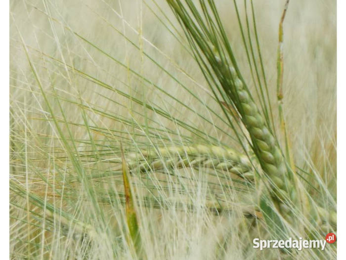 Jęczmień jary Laser Produkcja roślinna kujawsko-pomorskie Mogilno sprzedam