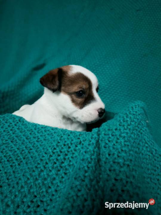 Wzorcowy Jack Russell gładki piękny exterrier opolskie Krapkowice