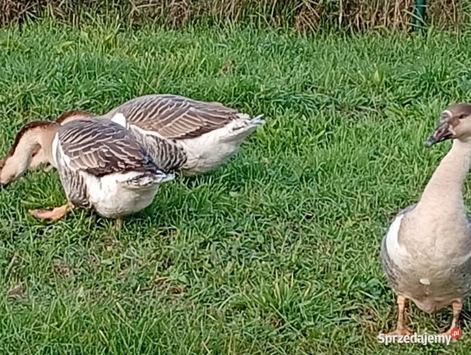 Gęsi landers i garbonose Ptaki lubuskie Lubiszyn sprzedam