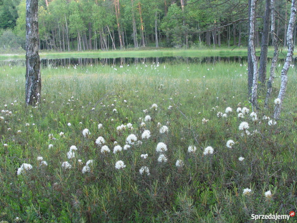 Sprzedam domek letniskowy w okolicach Ostródy asfalt Ostróda